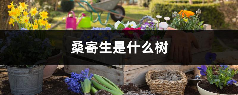 桑寄生是什么树 桑寄生是什么树