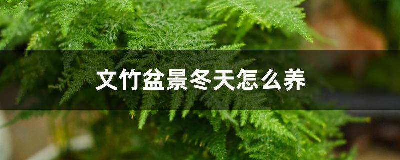 文竹盆景冬天怎么养 文竹盆景冬天怎么养