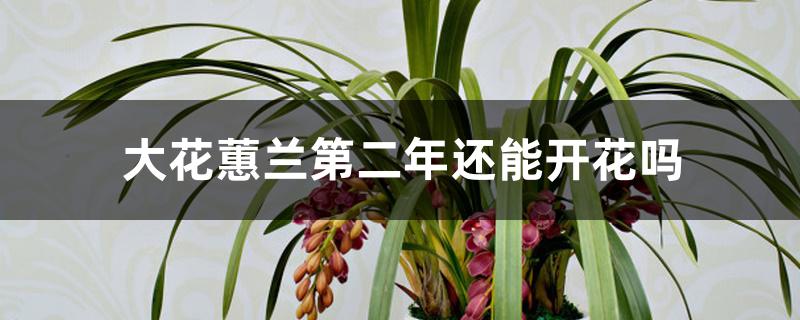 大花蕙兰第二年还能开花吗 大花蕙兰第二年还能开花吗