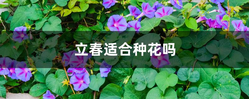 立春适合种花吗 立春适合种花吗