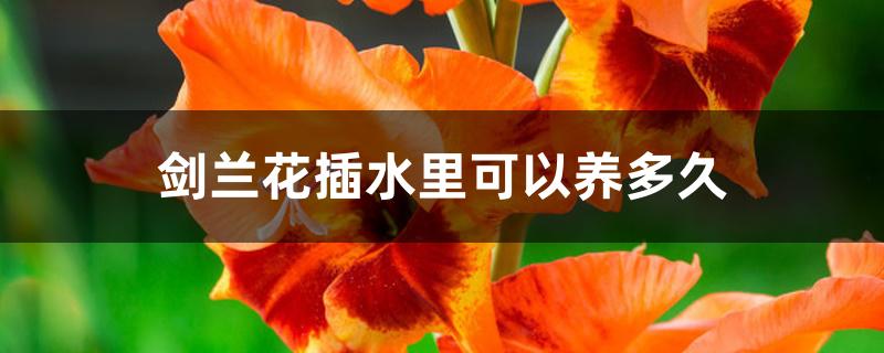 剑兰花插水里可以养多久 剑兰花插水里可以养多久