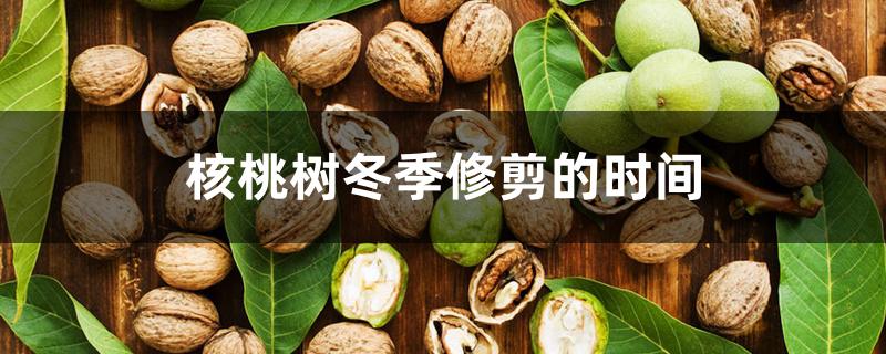 核桃树冬季修剪的时间 核桃树冬季修剪的时间
