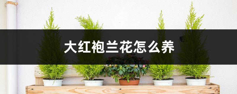大红袍兰花怎么养 大红袍兰花怎么养