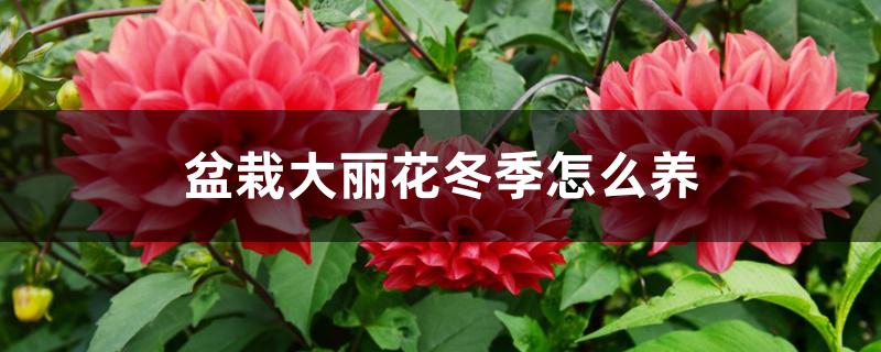 盆栽大丽花冬季怎么养 盆栽大丽花冬季怎么养