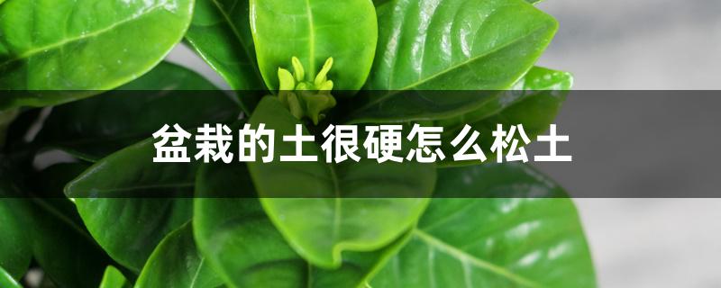 盆栽的土很硬怎么松土 盆栽的土很硬怎么松土