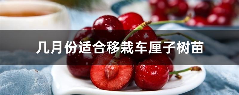几月份适合移栽车厘子树苗 几月份适合移栽车厘子树苗