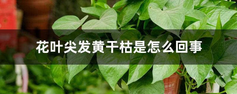 花叶尖发黄干枯是怎么回事 花叶尖发黄干枯是怎么回事