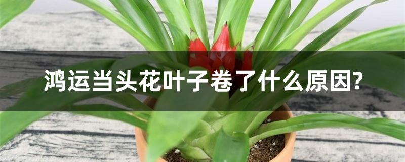 鸿运当头花叶子卷了什么原因? 鸿运当头花叶子卷了什么原因?