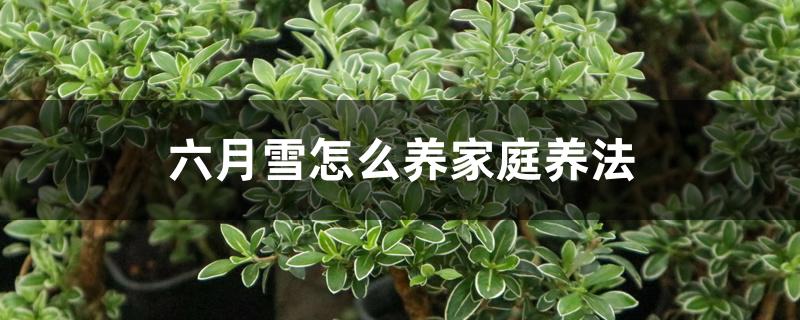 六月雪怎么养 六月雪怎么养