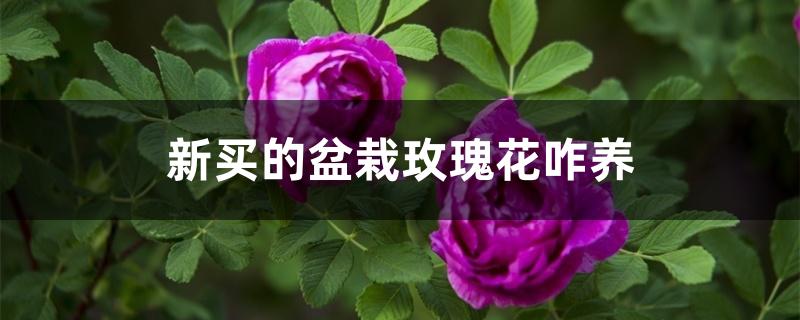 新买的盆栽玫瑰花咋养 新买的盆栽玫瑰花咋养