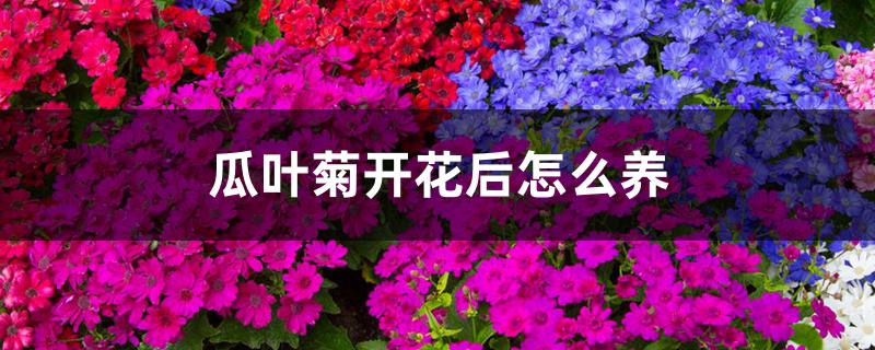 瓜叶菊开花后怎么养 瓜叶菊开花后怎么养