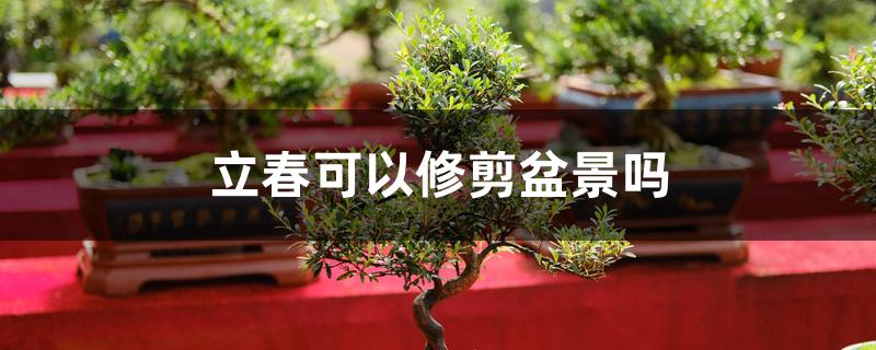 立春可以修剪盆景吗 立春可以修剪盆景吗