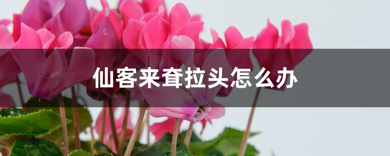 仙客来耷拉头怎么办 仙客来耷拉头怎么办