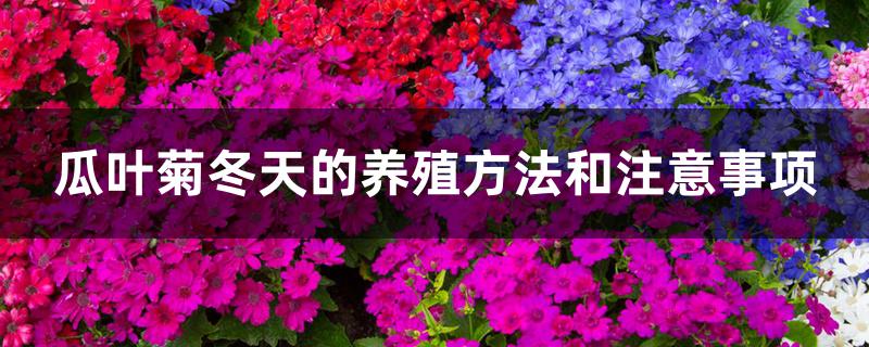 瓜叶菊冬天的养殖方法和注意事项 瓜叶菊冬天的养殖方法和注意事项