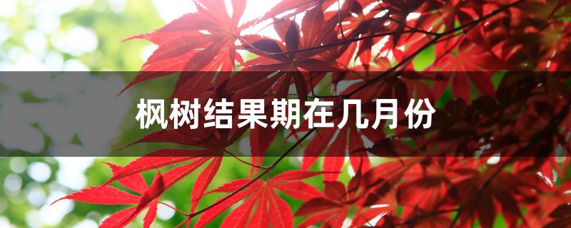 枫树结果期在几月份 枫树结果期在几月份