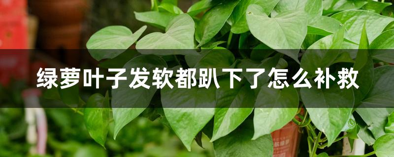 绿萝叶子发软都趴下了怎么补救 绿萝叶子发软都趴下了怎么补救