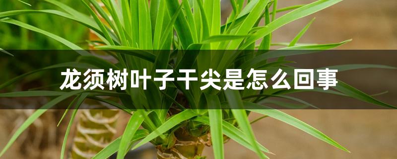 龙须树叶子干尖是怎么回事 龙须树叶子干尖是怎么回事