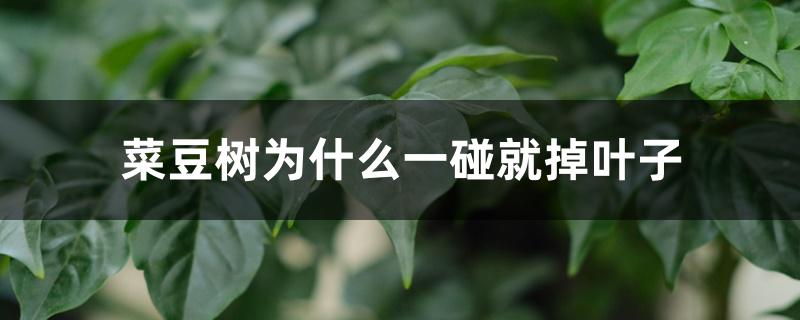 菜豆树为什么一碰就掉叶子 菜豆树为什么一碰就掉叶子