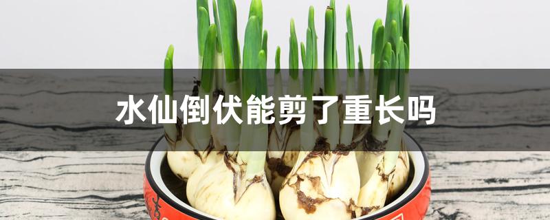 水仙倒伏能剪了重长吗 水仙倒伏能剪了重长吗