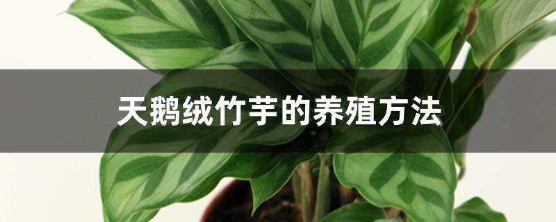 天鹅绒竹芋的养殖方法 天鹅绒竹芋的养殖方法