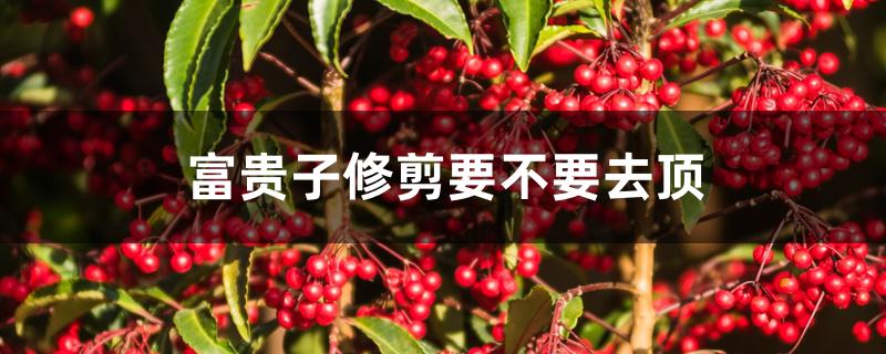 富贵籽修剪要不要去顶 富贵籽修剪要不要去顶