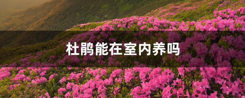 杜鹃能在室内养吗 杜鹃能在室内养吗