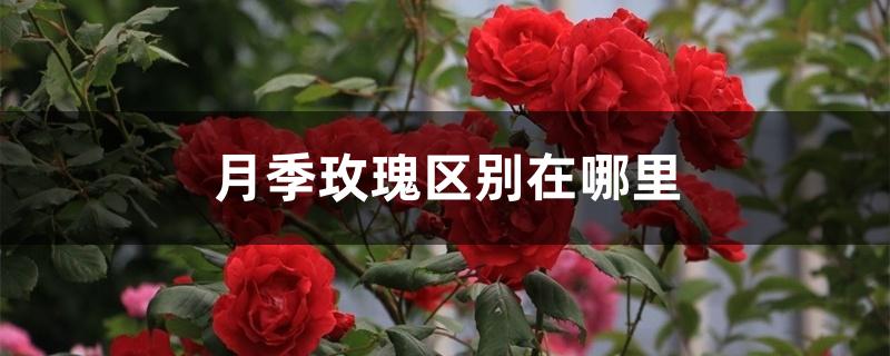 月季玫瑰区别在哪里 月季玫瑰区别在哪里