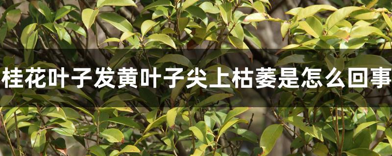 桂花叶子发黄叶子尖上枯萎是怎么回事 桂花叶子发黄叶子尖上枯萎是怎么回事