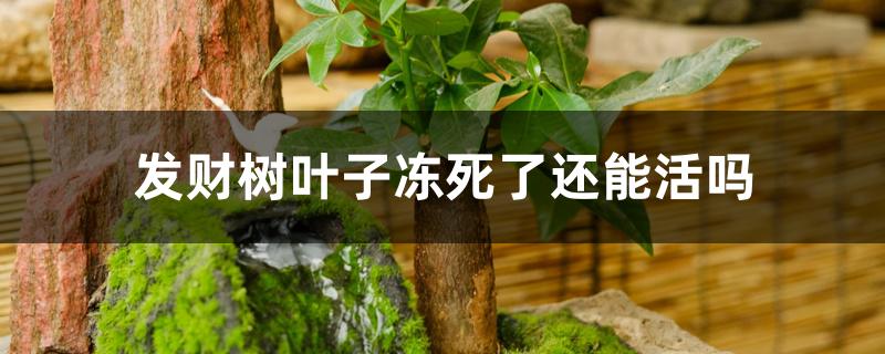 发财树叶子冻死了还能活吗 发财树叶子冻死了还能活吗