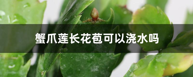 蟹爪莲长花苞可以浇水吗 蟹爪莲长花苞可以浇水吗
