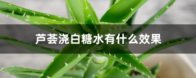 芦荟浇白糖水有什么效果 芦荟浇白糖水有什么效果