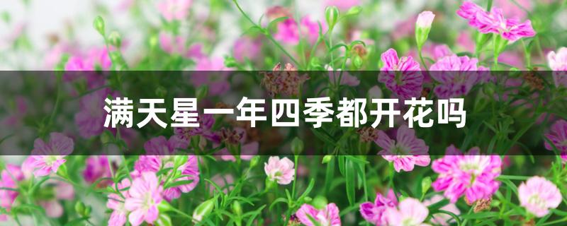 满天星一年四季都开花吗 满天星一年四季都开花吗