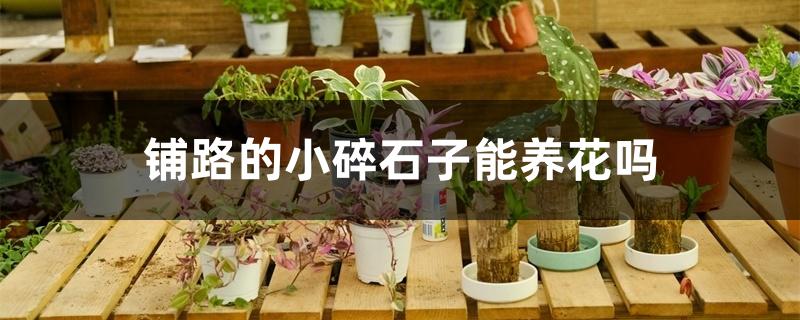 铺路的小碎石子能养花吗 铺路的小碎石子能养花吗