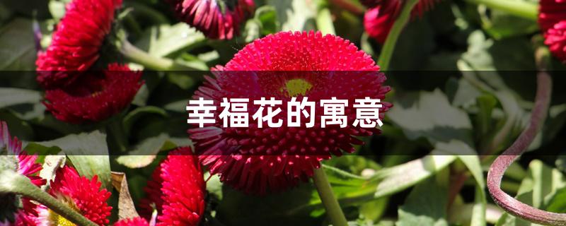 幸福花的寓意 幸福花的寓意