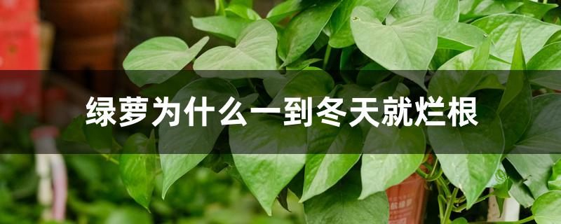 绿萝为什么一到冬天就烂根 绿萝为什么一到冬天就烂根