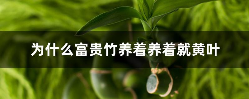为什么富贵竹养着养着就黄叶 为什么富贵竹养着养着就黄叶
