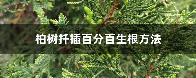 柏树扦插百分百生根方法 柏树扦插百分百生根方法