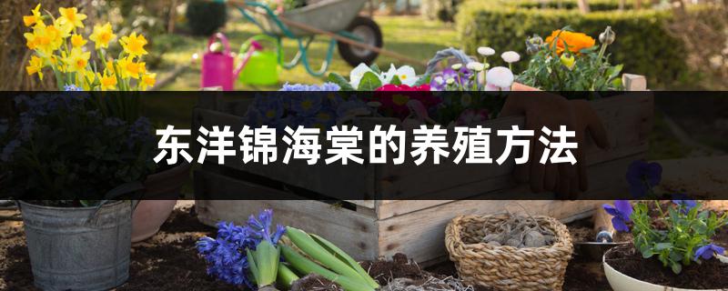 东洋锦海棠的养殖方法