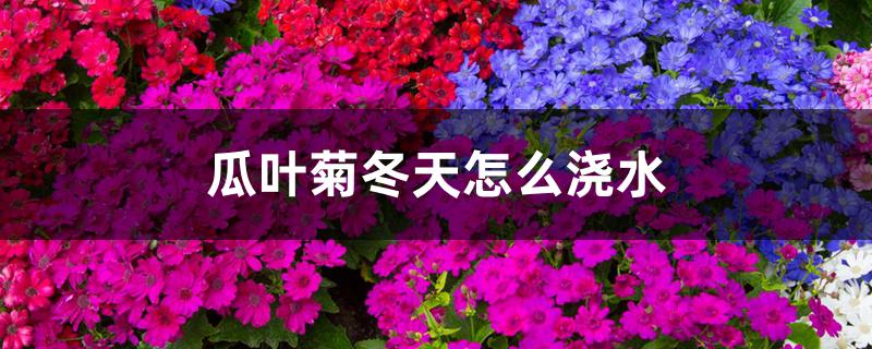 瓜叶菊冬天怎么浇水 瓜叶菊冬天怎么浇水