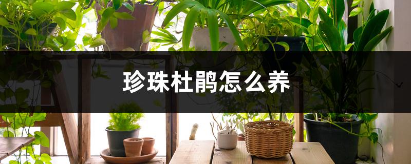 珍珠杜鹃怎么养 珍珠杜鹃怎么养