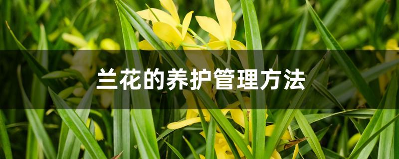 兰花的养护管理方法 兰花的养护管理方法