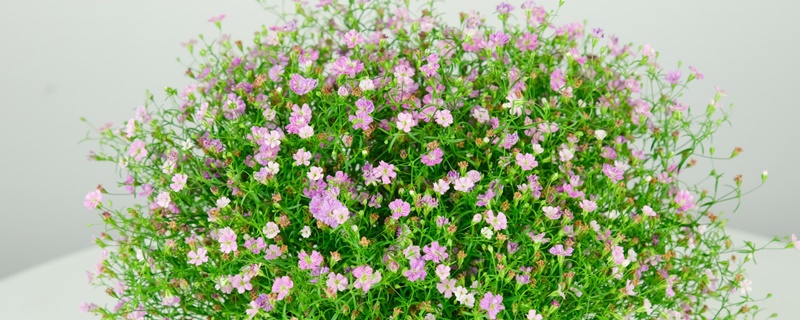 满天星的花语和寓意 满天星的花语和寓意