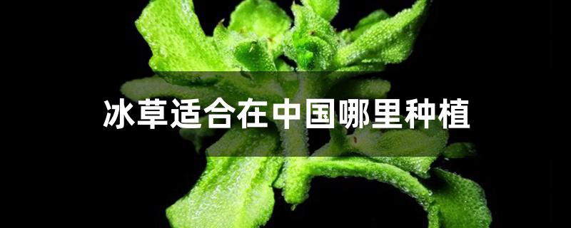 冰草适合在中国哪里种植