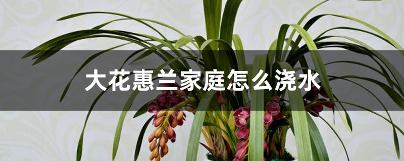 大花蕙兰家庭怎么浇水 大花蕙兰家庭怎么浇水