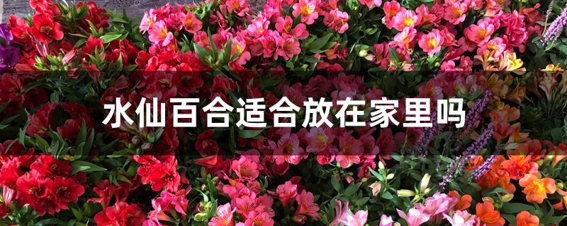 水仙百合适合放在家里吗
