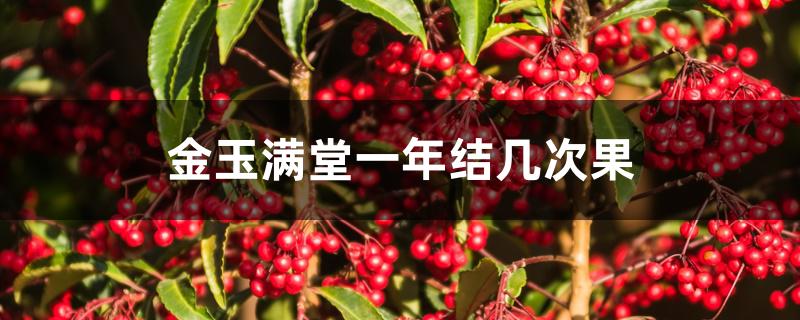 金玉满堂一年结几次果 金玉满堂一年结几次果