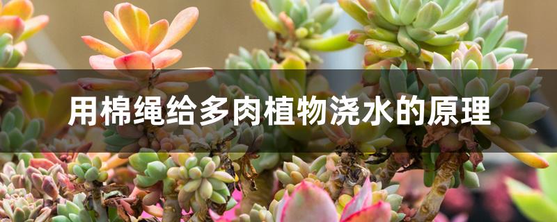 用棉绳给多肉植物浇水的原理 用棉绳给多肉植物浇水的原理