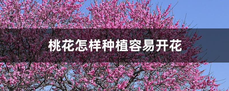 桃花怎样种植容易开花 桃花怎样种植容易开花