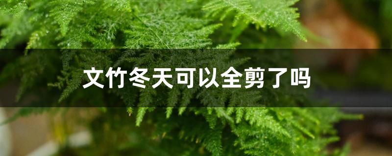 文竹冬天可以全剪了吗 文竹冬天可以全剪了吗