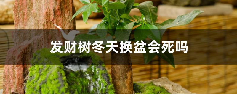 发财树冬天换盆会死吗 发财树冬天换盆会死吗